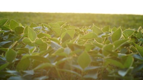 Campo Agricola