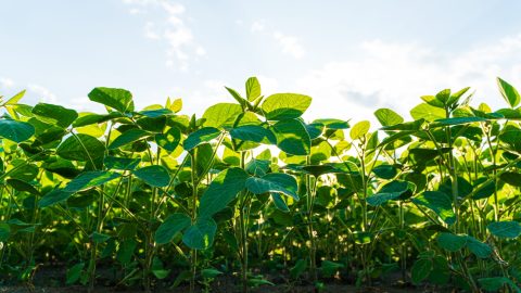 Plantación
